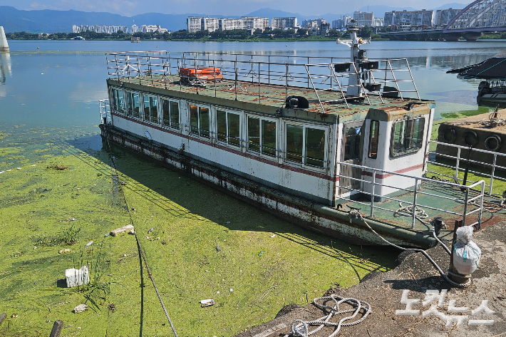 12일 오전 찾은 강원 춘천시 근화동 소양강에 정박 중인 배 주변이 녹색 부유물들로 가득한 모습. 구본호 기자