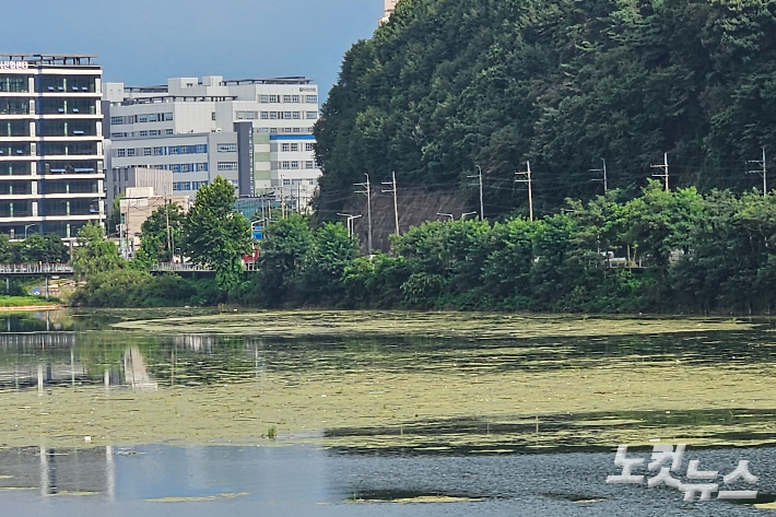 지난 11일 오후 강원 춘천시 근화동 소양1교 상류 부근에 떠다니는 부유물. 구본호 기자