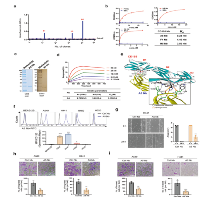 CD155 특이적 나노바디의 스크리닝 및 특성 분석. 생명연 제공