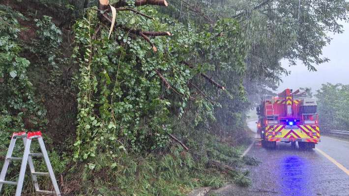 13일 오후 2시 1분쯤 강원 철원군 갈말읍 내대리에서 나무 쓰러짐 신고가 접수돼 소방당국이 안전 조치를 하고 있다. 강원소방 제공
