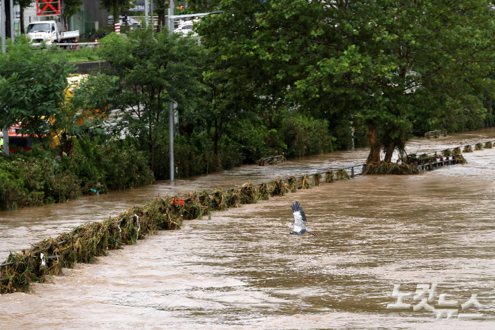 새벽부터 서울을 비롯한 수도권에 많은 비가 내리면서 중랑천 등에 홍수주의보가 발령된 서울 13일 노원구 월계1교 인근 중랑천이 불어나 있다. 박종민 기자