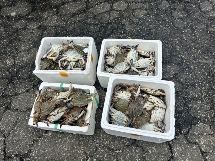 지난 12일 7.9톤(t)급 어선을 이용해 금어기에 꽃게를 포획한 어선이 해경에 적발됐다. 적발된 어선이 바다에 투하한 꽃게. 전북 군산해양경찰서 제공