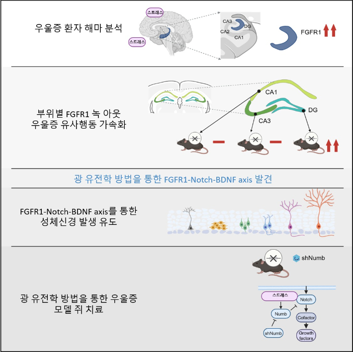 우울증 연구내용. KAIST 제공