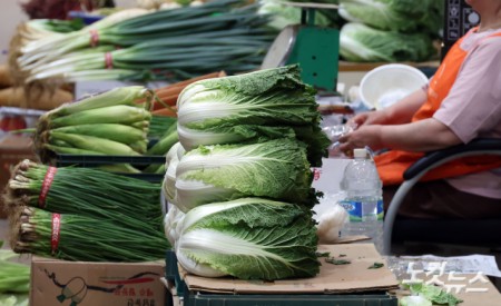 자꾸 오르는 배춧값..금배추 되나
