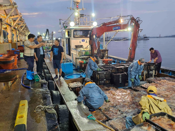 포항시는 지난 14일부터 해파리 수매사업을 진행하고 있다. 포항시 제공