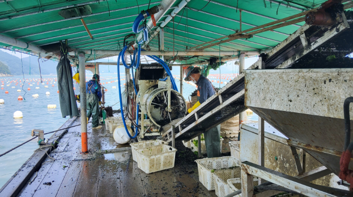 홍합종패입식자동화. 창원시 제공 