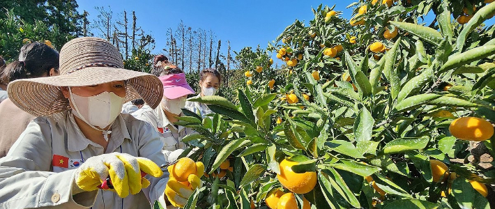제주도에서 한 외국인 계절근로자가 귤을 따고 있다. 연합뉴스