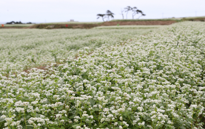 호미곶 경관농업단지. 포항시 제공