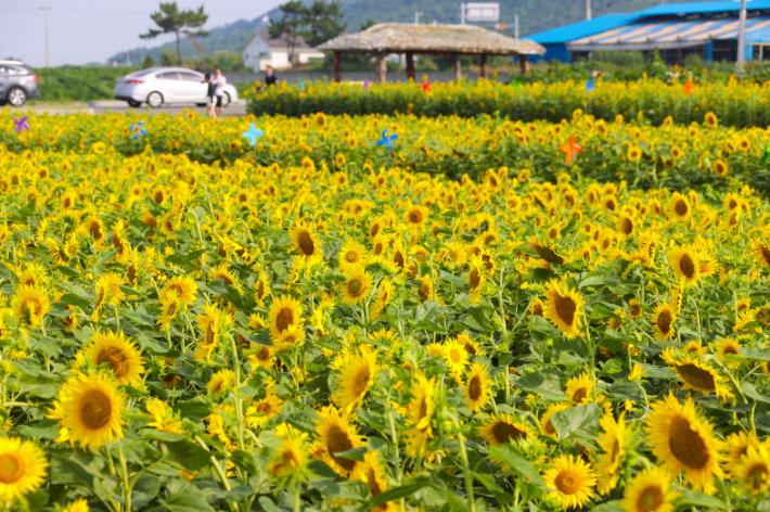 호미곶 경관농업단지. 포항시 제공