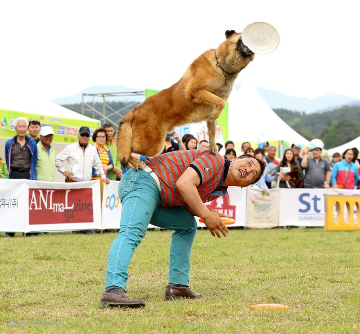 도그스포츠 프리스비. 서울시 제공