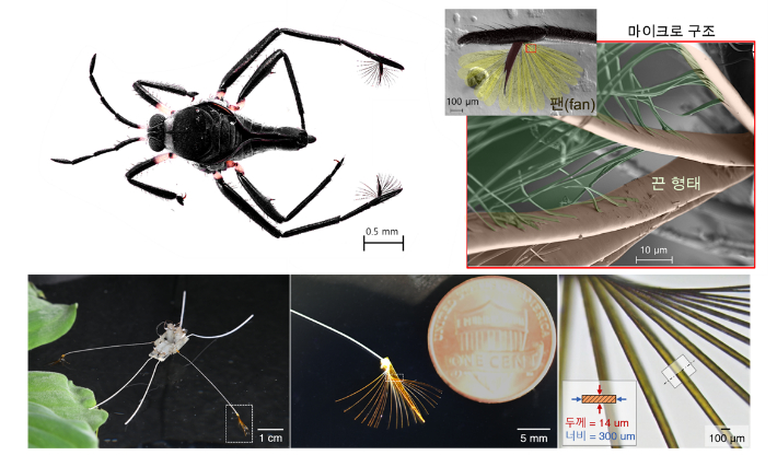 위는 라고벨리아 생물 사진 및 팬의 마이크로 구조 전자 현미경 사진. 납작한 끈 모양의 마이크로 구조는 생물의 거동에 필수적인 기능을 부여한다. 아래는 라고벨리아를 모사한 로봇과 유사한 납작한 끈 모양 인공 팬 사진. 생물의 민첩한 거동을 구현할 수 있는 로봇이다. 아주대 고제성 교수 제공 