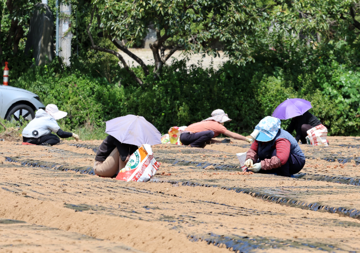 폭염과 극한 가뭄이 이어지고 있는 강원 강릉의 한 농촌 마을에서 21일 인부들이 뜨거운 햇볕을 피하기 위해 우산 모자를 쓴 채 쪽파를 심고 있다. 연합뉴스