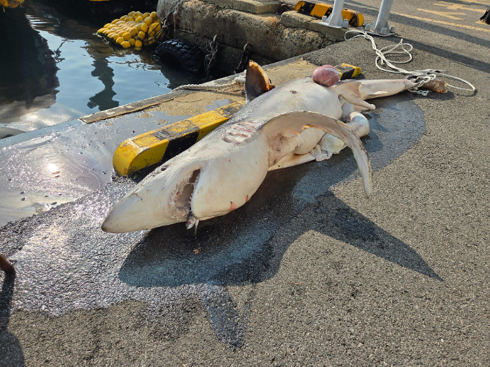 22일 오전 6시 30분쯤 부산 영도구 봉래동물양장 해상에서 상어 사체가 발견돼 해경이 인양했다. 부산해양경찰서 제공