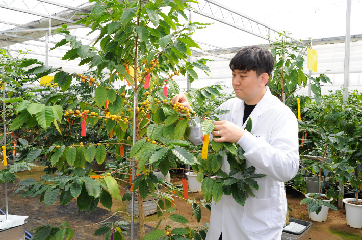 전남농기원 차산업연구소 커피 연구. 전라남도 제공