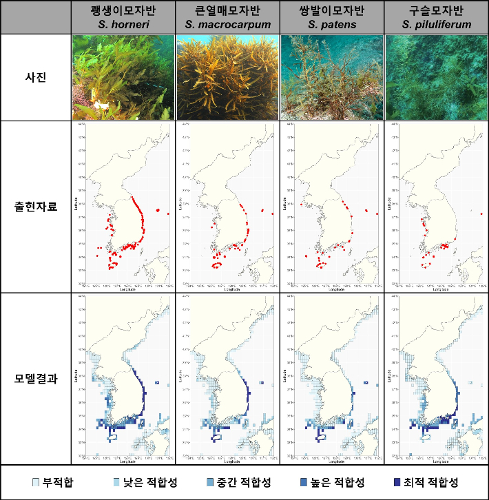 모자반 종별 사진 및 출현 위치. KIOST 제공