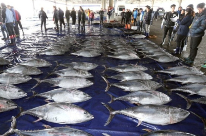 위판되는 참다랑어. 연합뉴스