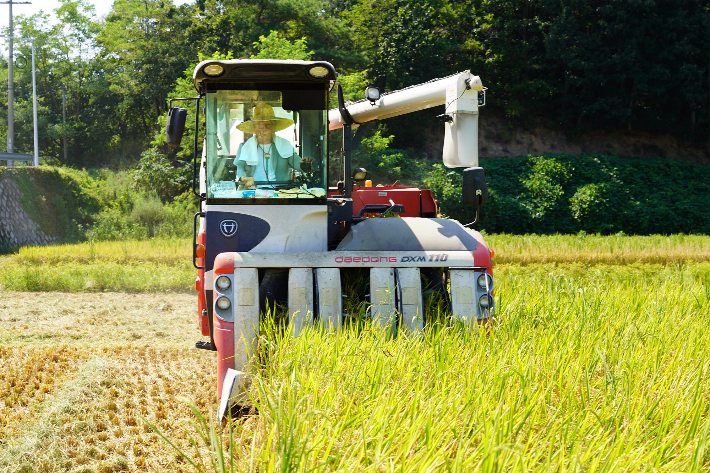 울진 기성면 정명들 일원에서 김용찬 농가가 풍년 농사를 기대하며 올해 울진지역 첫 벼 수확을 하고 있다. 울진군 제공