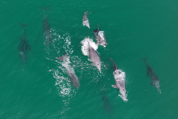 제주 북쪽 바다를 유영하는 남방큰돌고래. 연합뉴스