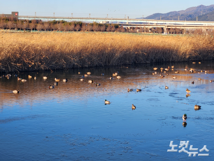 낙동강변 대저생태공원. 박상희 기자 