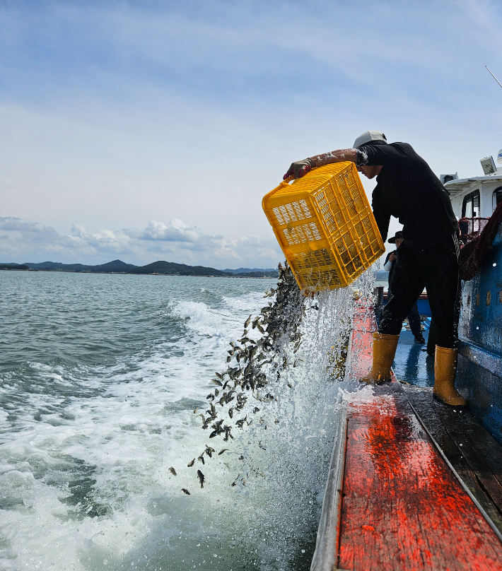 양식어류의 집단 폐사를 막기 위한 긴급 방류가 이뤄지고 있다. 충남도 제공