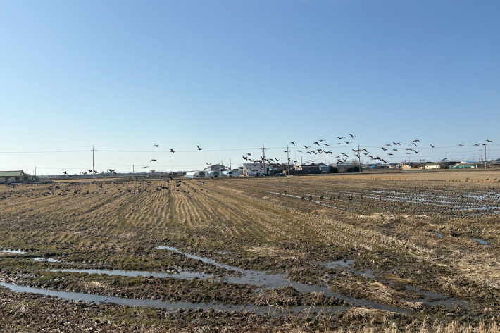 군산을 찾는 겨울철새. 군산시 제공