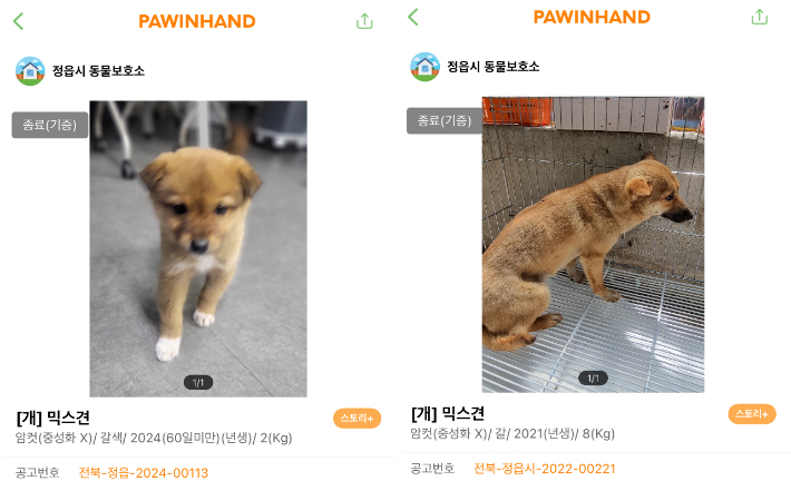 안락사 후 카데바(해부 실습용 사체)로 사용했다는 의혹을 받는 A업체가 입양한 유기견. 비글구조네트워크 제공 