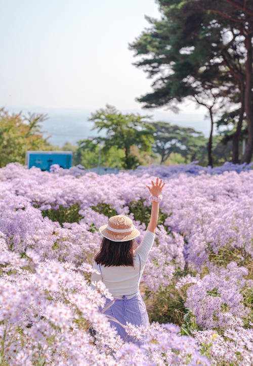 문경 봉천사를 찾은 관광객이 개미취 군락 안에서 사진을 촬영하고 있다. 경북문화관광공사 제공