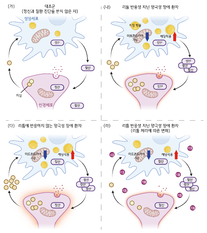 양극성 장애 환자의 성상세포가 신경세포와 상호작용하는 과정. KAIST 제공