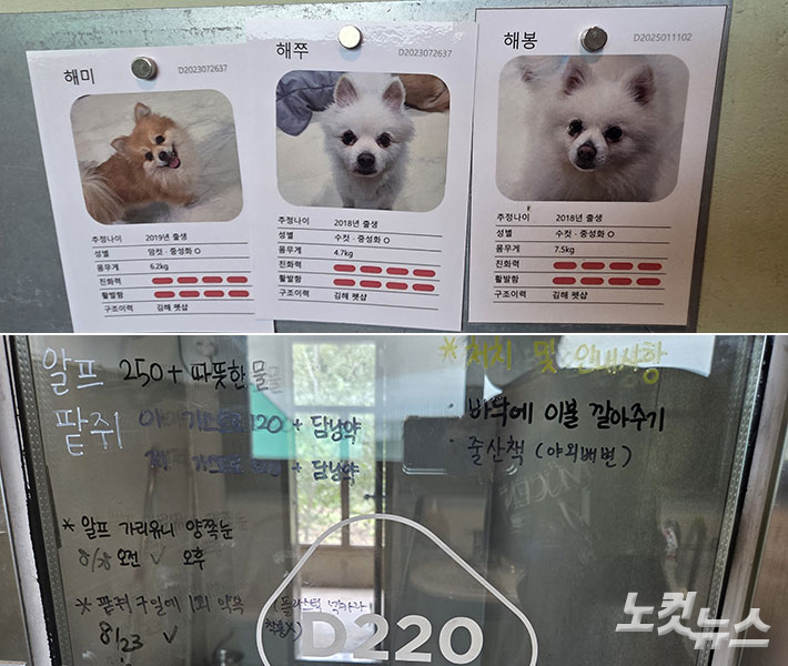 투약 정보가 빼곡한 견사 창문. 양민희 기자