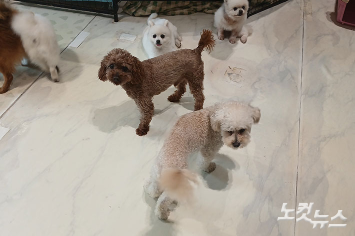 인간에게 또 받은 상처, 파양된 '보니'. 양민희 기자 