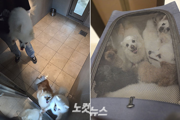 산책을 위해 개 유모차에 구조견들을 싣는 모습. 최영주 기자