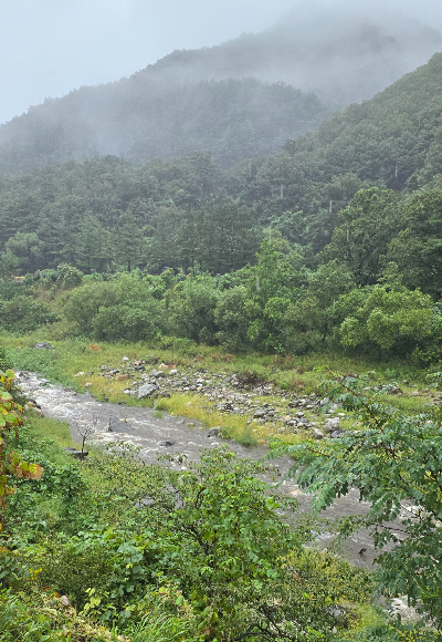 13일 오전 강릉지역에 단비가 내리면서 그동안 말라있던 오봉저수지 상류 일원에 물줄기가 흐르고 있는 모습. 독자 제공