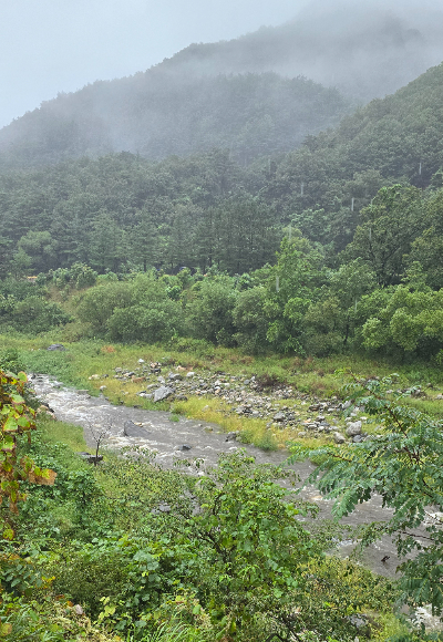 13일 오전 강릉지역에 단비가 내리면서 그동안 말라있던 오봉저수지 상류 일원에 물줄기가 흐르고 있는 모습. 독자 제공