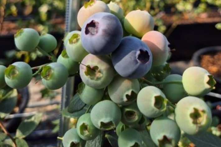 친환경농산물-영광 블루베리. 전라남도 제공