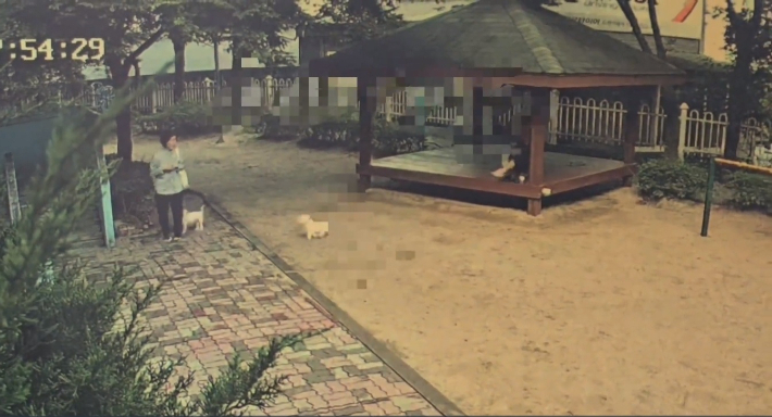 개 물림 사고 현장 CCTV 화면 사진. 온라인 커뮤니티 캡처