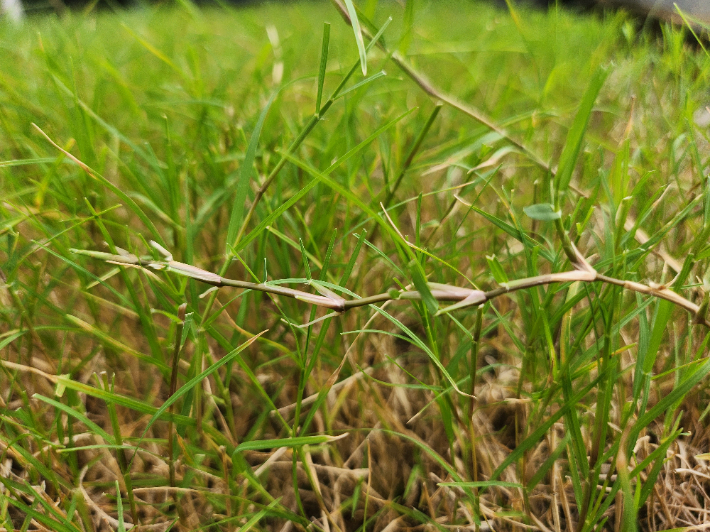 신품종 산우. 국립산림과학원 제공