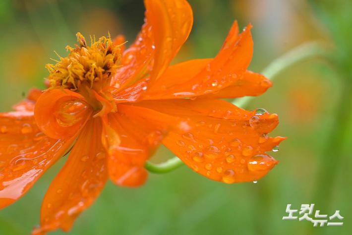 빗방울 맺힌 노랑코스모스