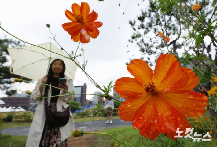 전국 대부분 지역에 가을비가 내린 24일 서울 종로구 열린송현 녹지광장에서 우산을 쓴 시민들이 황하코스모스 꽃밭을 지나가고 있다.