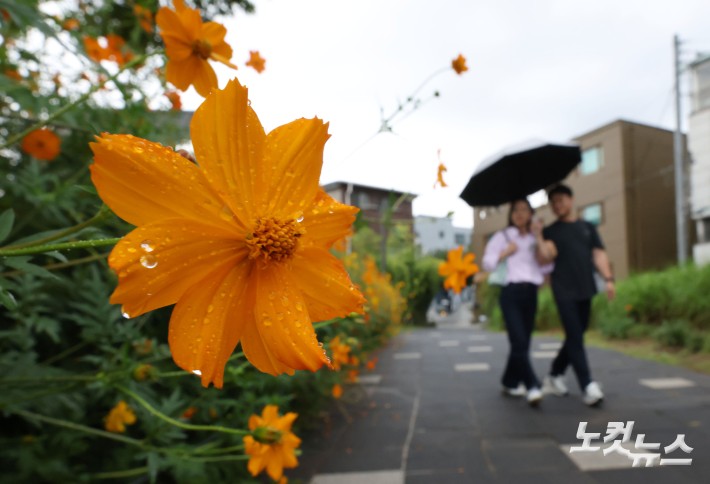 전국 대부분 지역에 가을비가 내린 24일 서울 종로구 열린송현 녹지광장에서 우산을 쓴 시민들이 황하코스모스 꽃밭을 지나가고 있다.