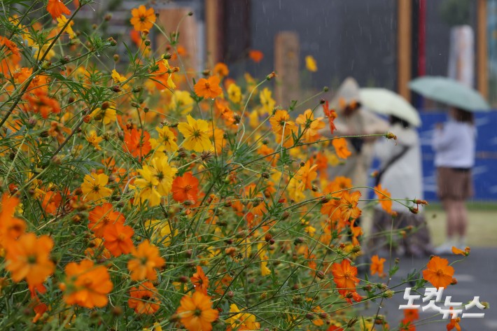 전국 대부분 지역에 가을비가 내린 24일 서울 종로구 열린송현 녹지광장에서 우산을 쓴 시민들이 황하코스모스 꽃밭을 지나가고 있다.