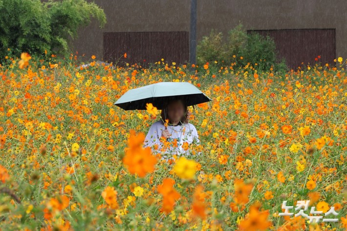전국 대부분 지역에 가을비가 내린 24일 서울 종로구 열린송현 녹지광장에서 우산을 쓴 시민들이 황하코스모스 꽃밭을 지나가고 있다.