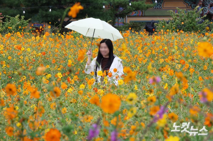 전국 대부분 지역에 가을비가 내린 24일 서울 종로구 열린송현 녹지광장에서 우산을 쓴 시민들이 황하코스모스 꽃밭을 지나가고 있다.
