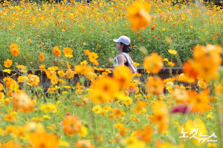 25일 경기도 고양시 일산호수공원에서 열린 2025 고양가을꽃축제를 찾은 시민들이 활짝 핀 코스모스 사이를 지나고 있다.