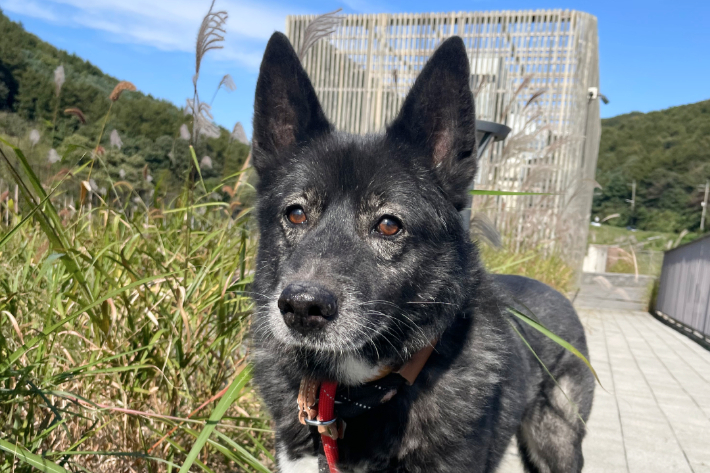 여주 왕대리 불법 개 도살장에서 구조된 견(犬) 드뷔시. 동물권행동 카라 제공