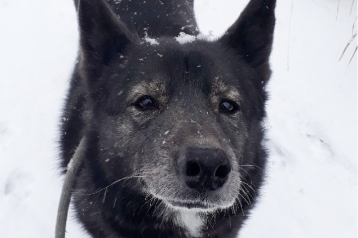 여주 왕대리 불법 개 도살장에서 구조된 견(犬) 드뷔시가 산책 중 내리는 눈을 바라보고 있다. 동물권행동 카라 제공