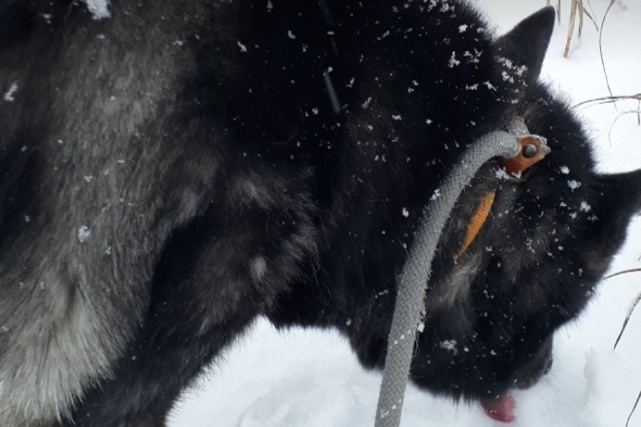 산책 중 쌓인 눈을 맛보는 드뷔시. 동물권행동 카라 제공