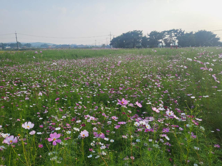 봉선 홍경사지에 조성된 코스모스 꽃밭. 천안시 제공