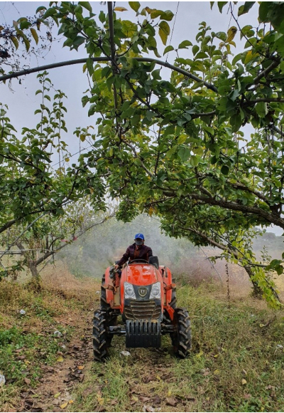 익산시가 돌발해충 집중 방제를 추진한다. 익산시 제공