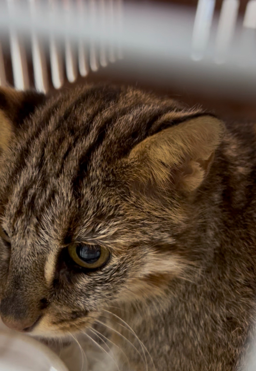 지난 7월 광주야생동물구조관리센터에 구조돼 우치동물원으로 들어온 삵. 광주광역시 제공
