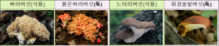 식용버섯과 독버섯. 국립수목원 제공